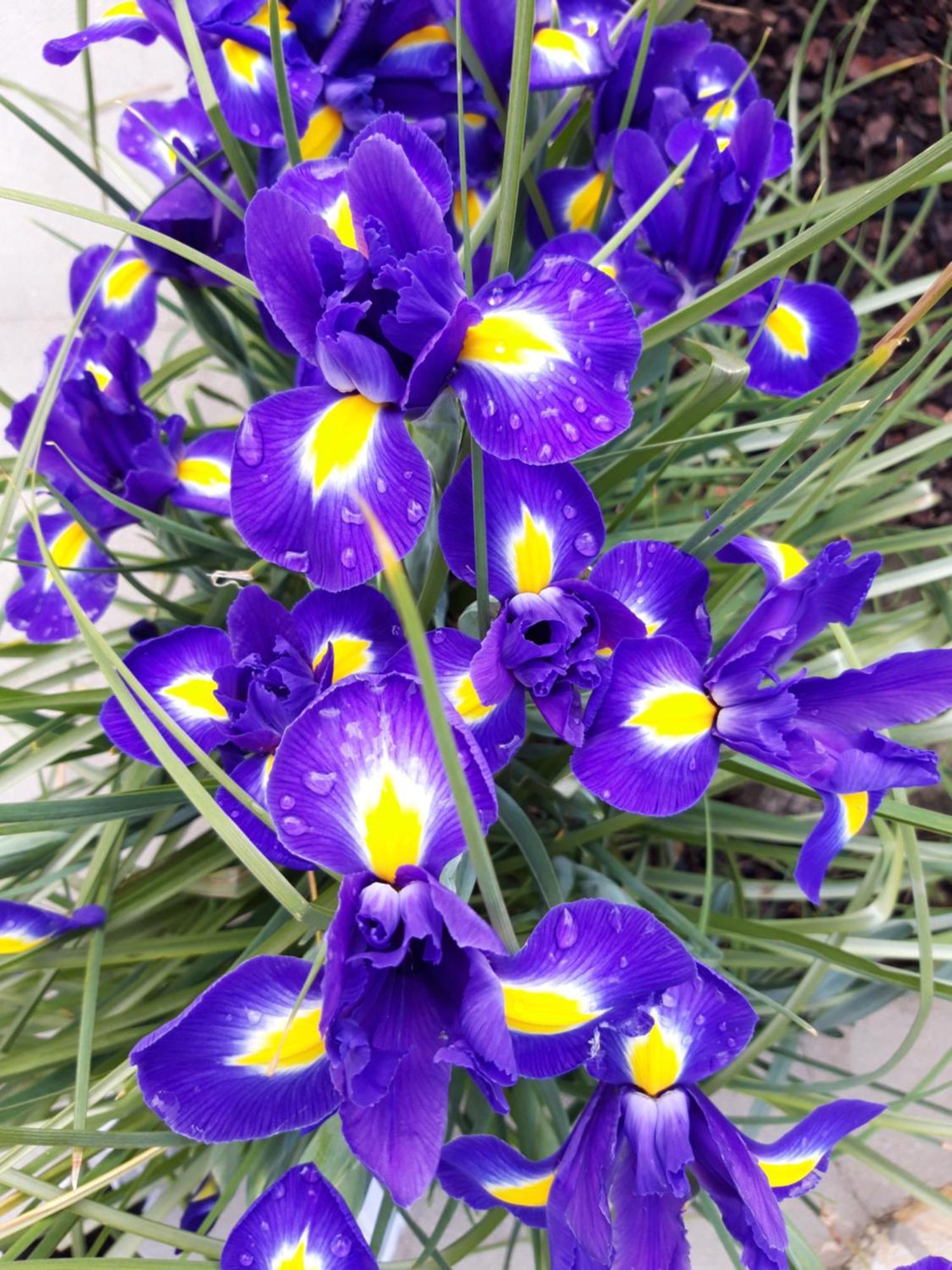 Iris Apartment 米利尼 客房 照片